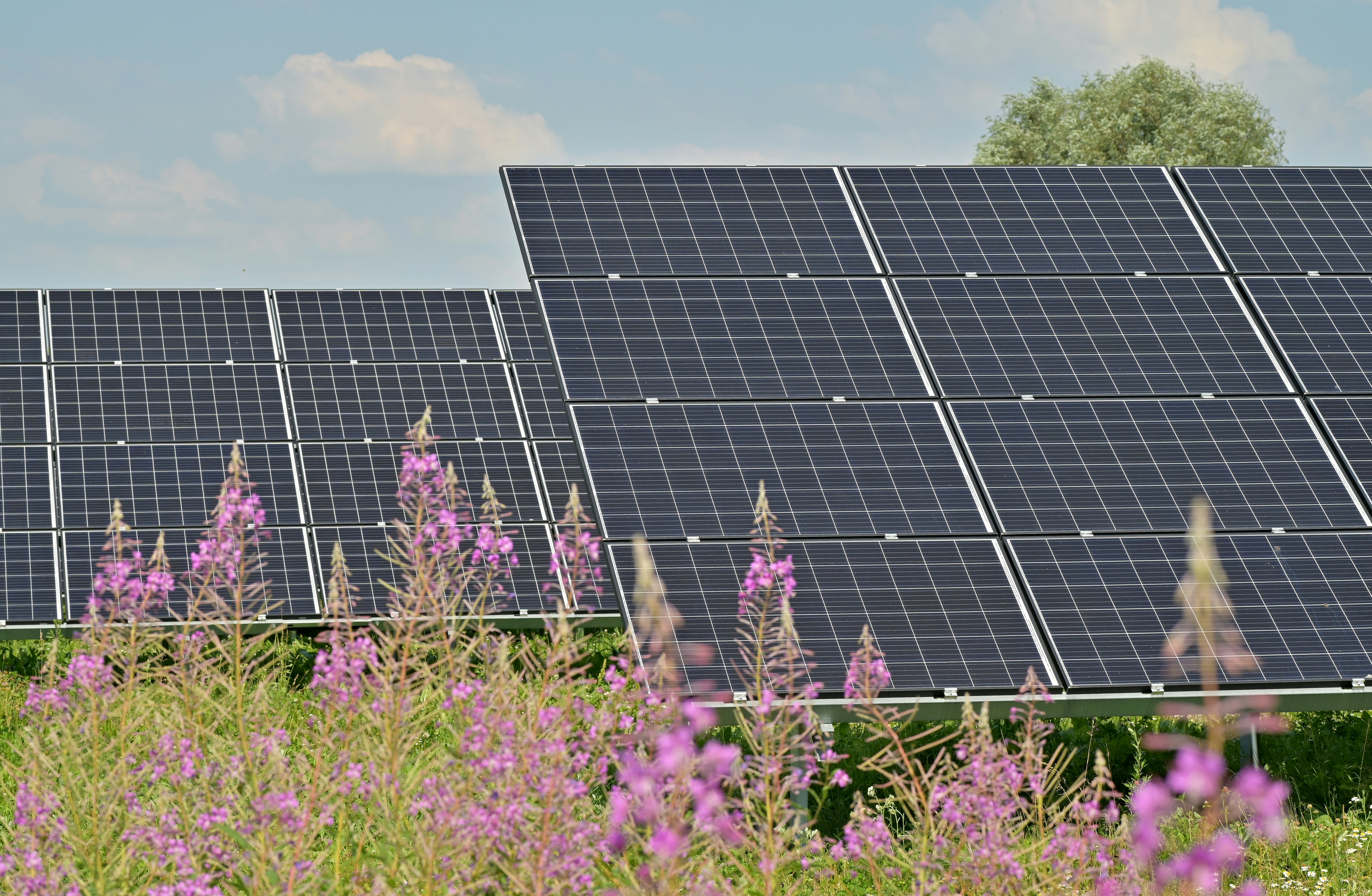 Solar panels with wildflowers