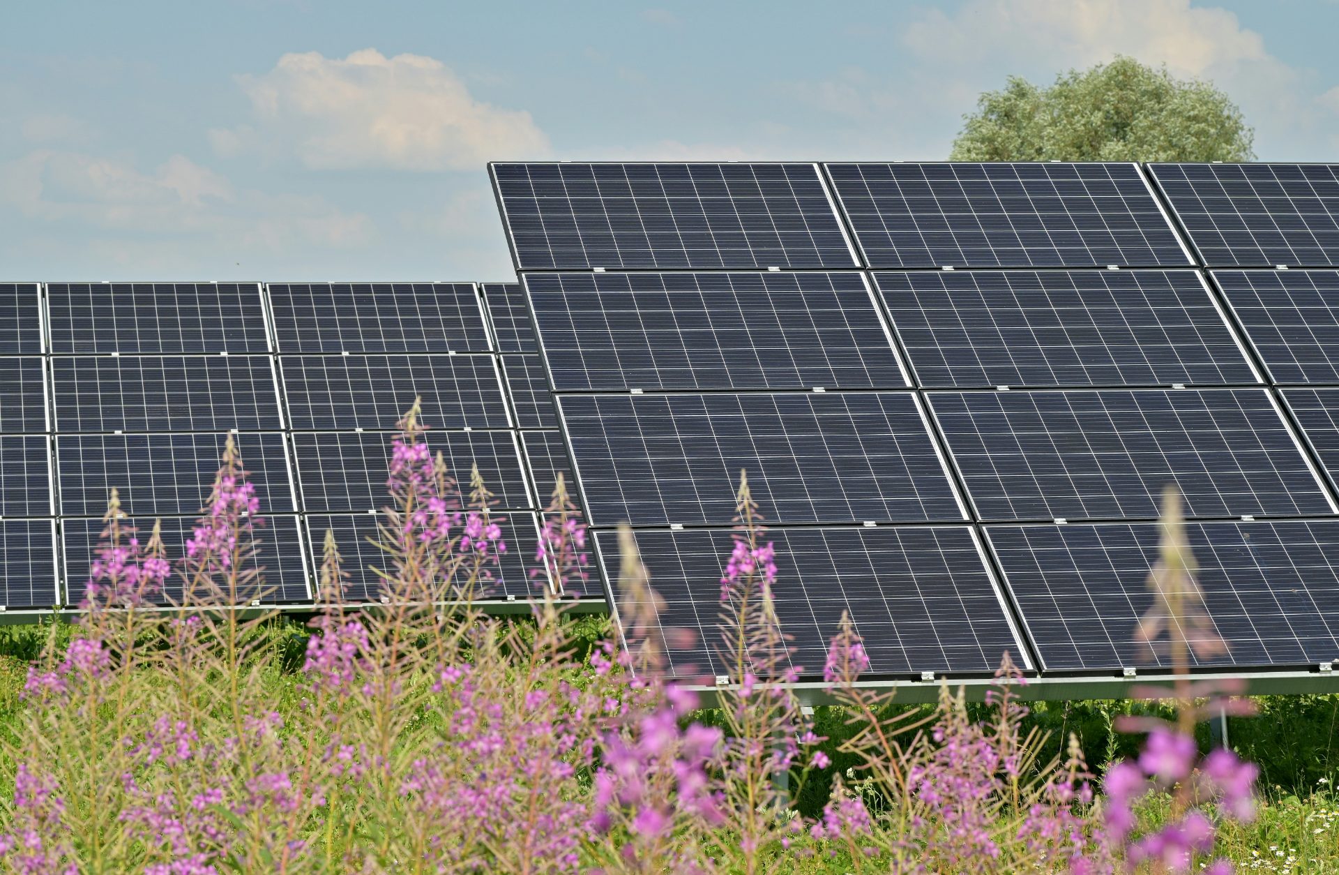 Rows of equipment at a community solar farm, with wildflowers growing between them