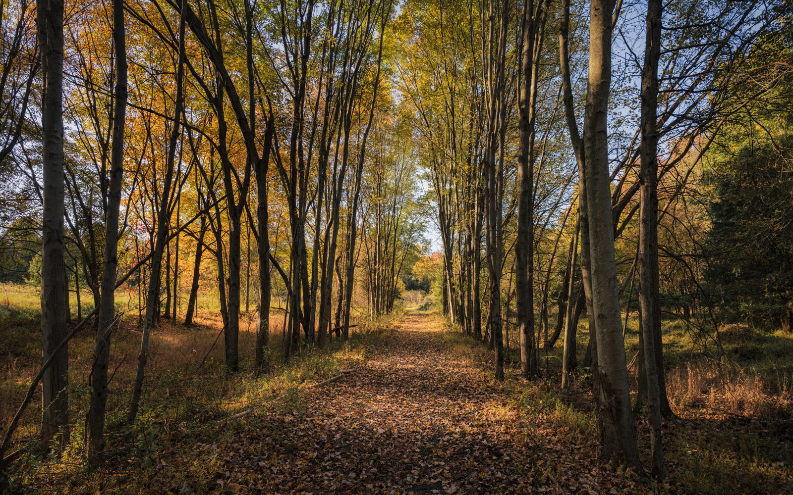 Blue Mash Nature Trail in Gaithersburg — autumn tree-lined path